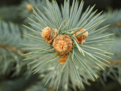 Beginning coniferous tree cone columbian spruce Photo