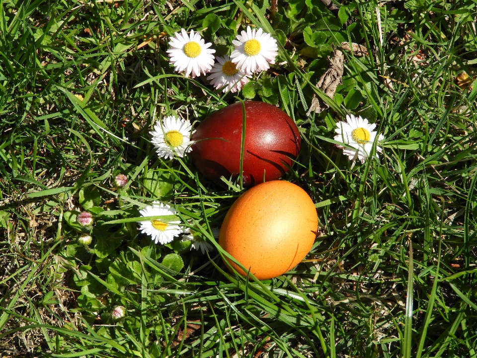 Gänseblümchen blume rosen weiss