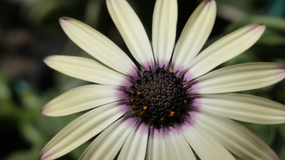 Flor blanco macro pétalo