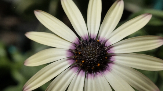 Flower white macro petal Photo