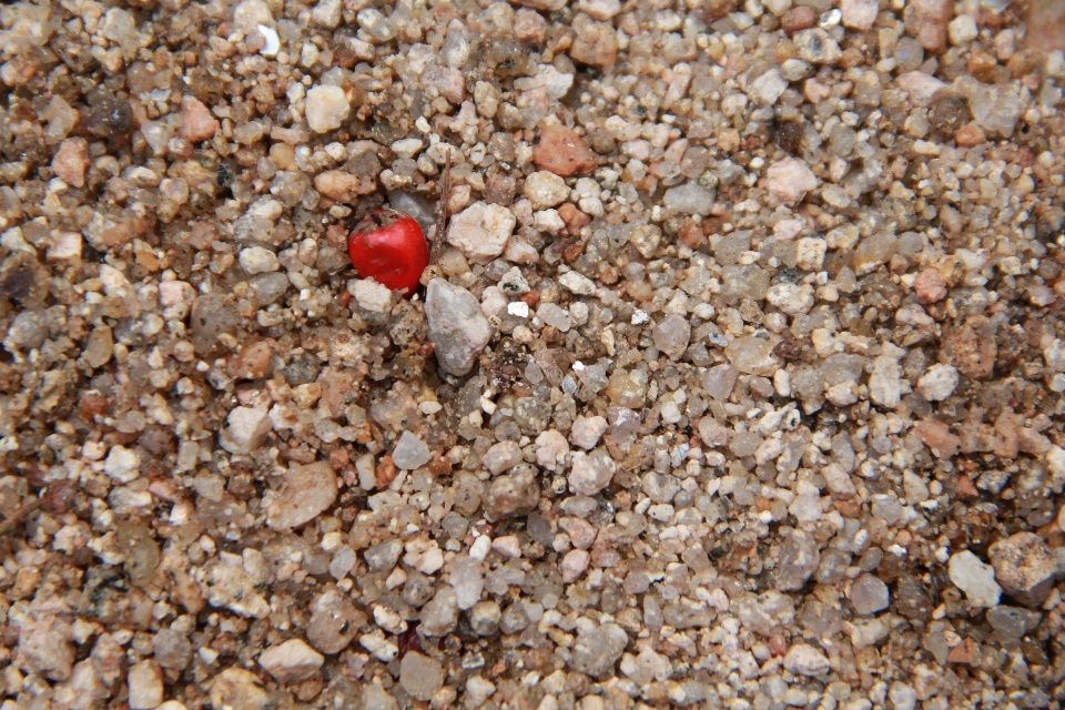 Arena fruta rojo macro