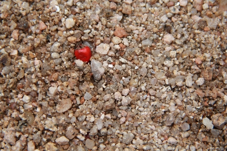 Sand fruit red macro Photo