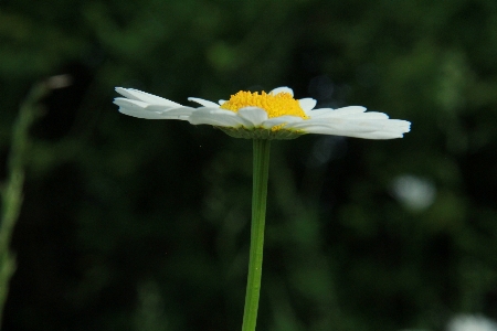 Foto Bunga aster
 hutan musim semi