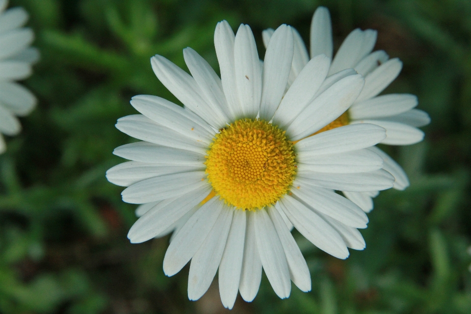 Forest spring flower oxeye daisy