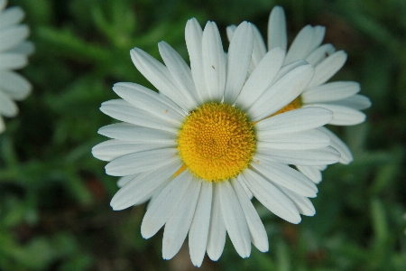 Foto Bosque primavera flor margarita
