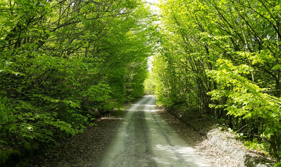 Forest tree green way