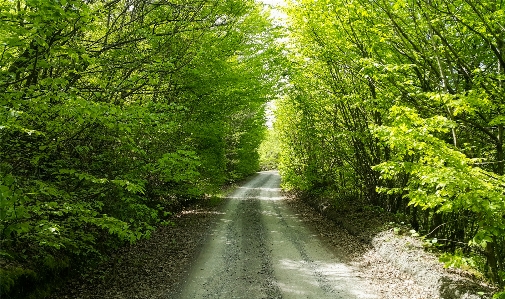 Forest tree green way Photo