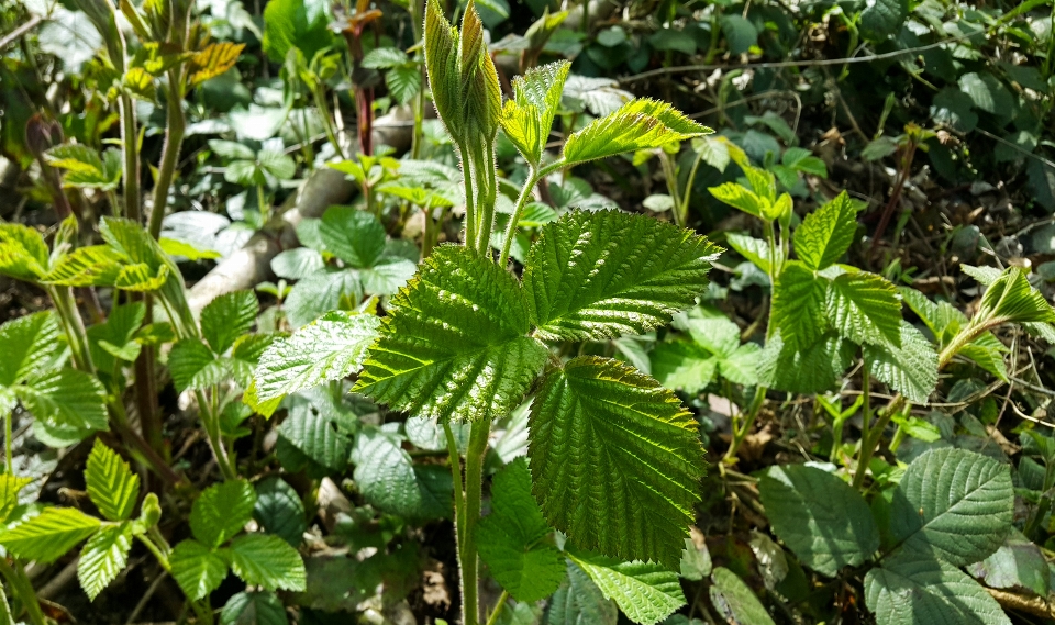 Blatt wald grün blume