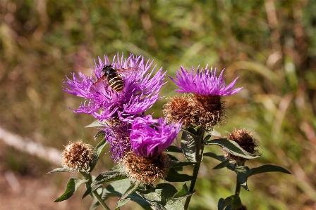 Flower bee nature flowering plant Photo