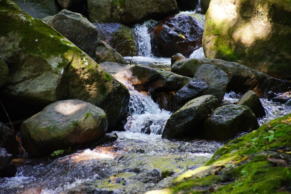 Stream creek rain forest