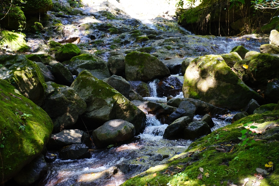 Stream sungai kecil
 hutan hujan badan air
