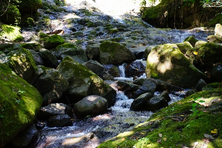 Stream クリーク
 雨林 水域
 写真