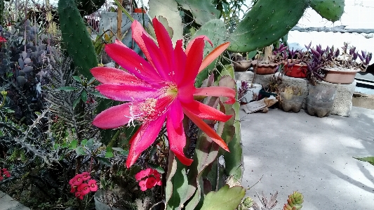 Flower cactus flowering plant Photo