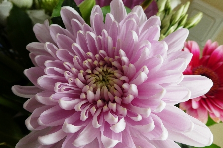 Chrysanthemum spring flower bouquet Photo