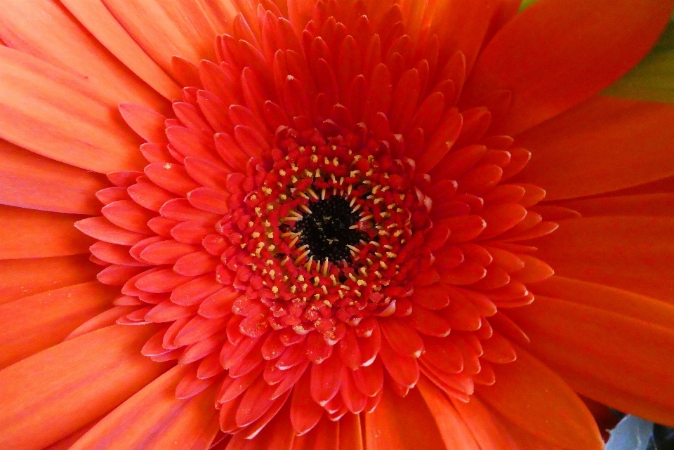 Gerberas
 flor floración pétalos
