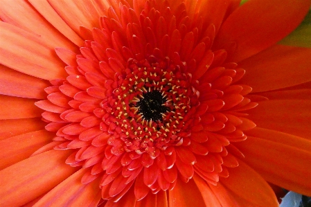 Foto Gerberas
 flor floración pétalos
