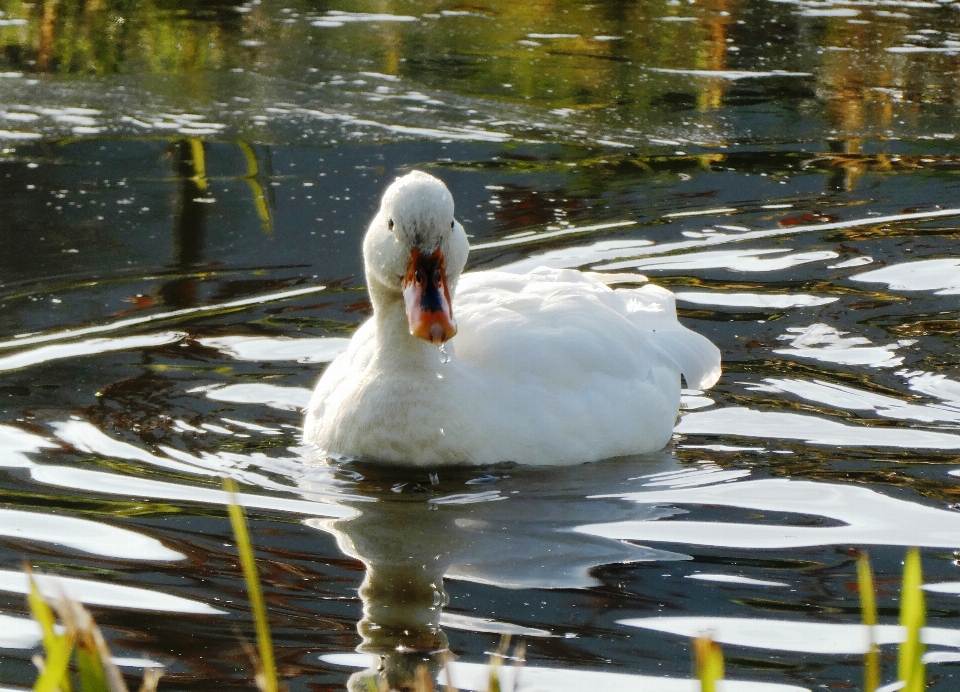 Duck ditch water swimming