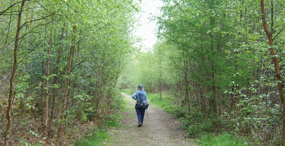 Tree hiking nature reserve natural landscape