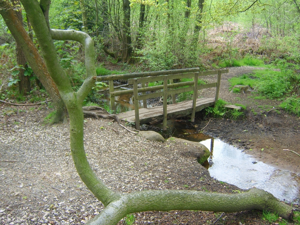 Footbridge stream woodland nature reserve