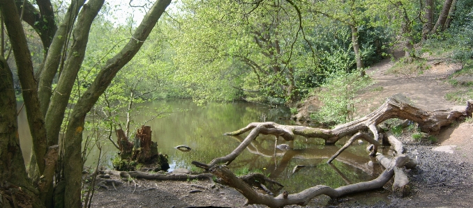 Pool lake tree nature Photo