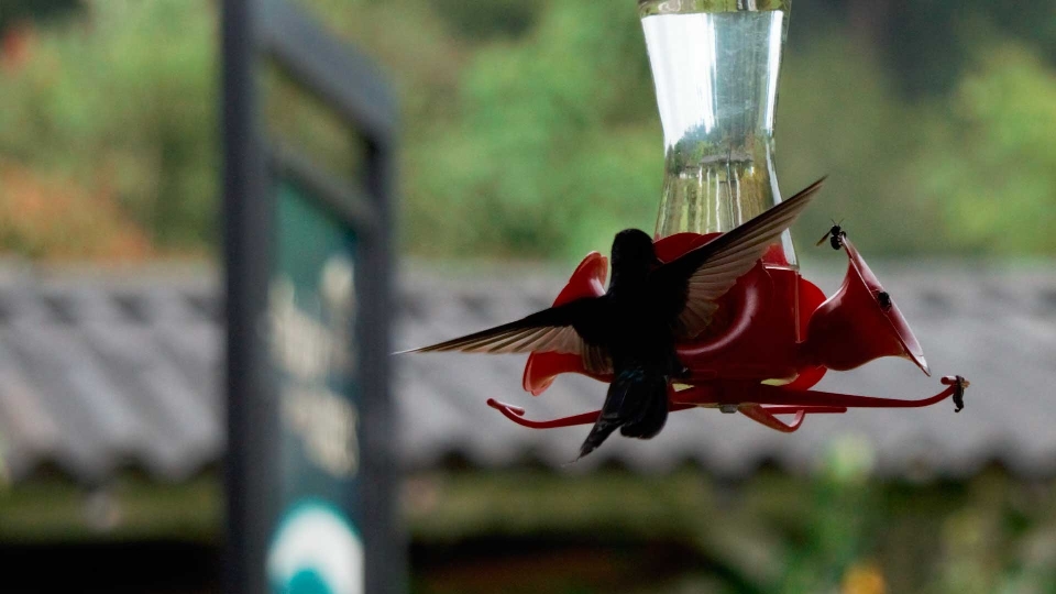 Avestruz pássaro beija flor vermelho