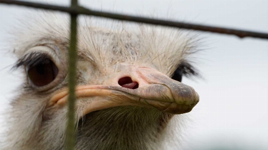 Photo Autruche oiseau vertébré
 ratite
