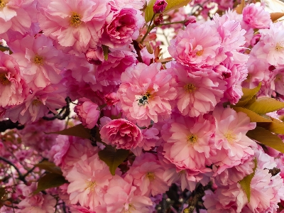 Flowers bumblebee spring flower Photo