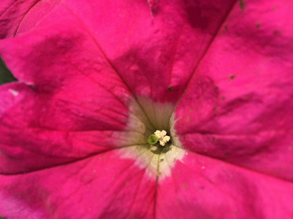 Flor pétala rosa plantar