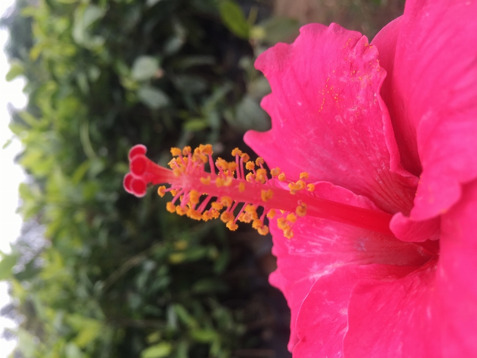 Flor planta com flor
 pétala hibisco