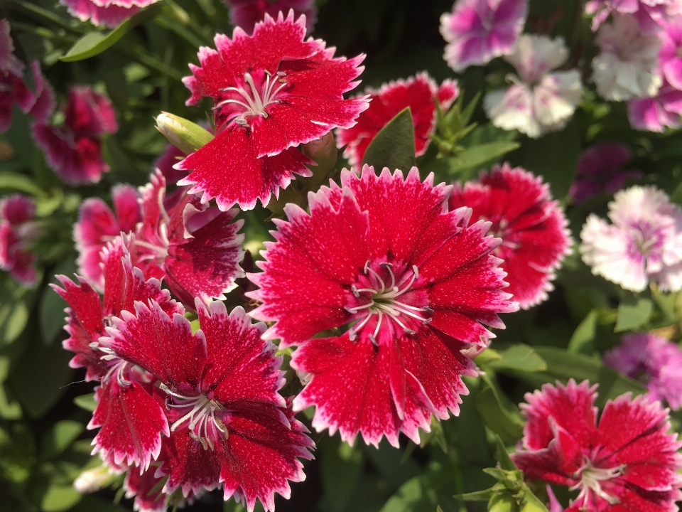 Blume blühende pflanze
 anlage blütenblatt