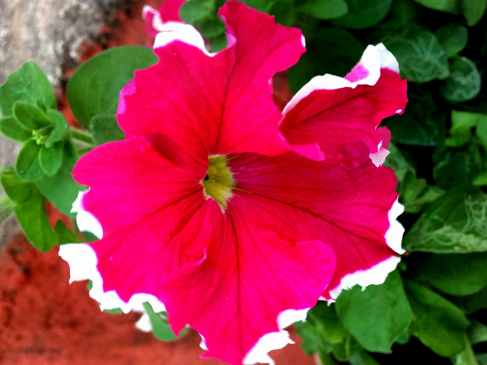 Flor planta com flor
 pétala rosa