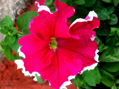 Flower flowering plant petal pink Photo