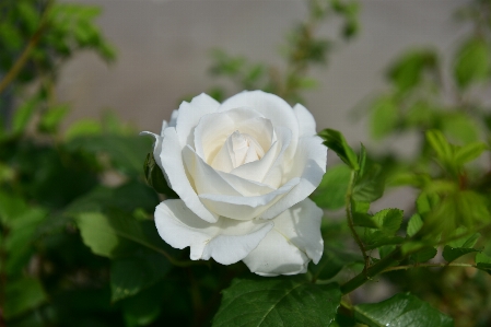 Anlage blume blüte rose Foto