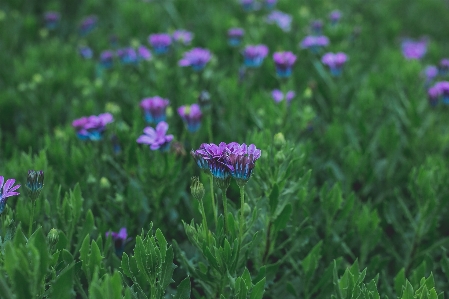 Flower green purple spring Photo