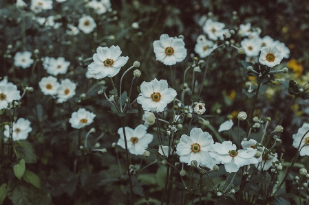 Flower green white Photo