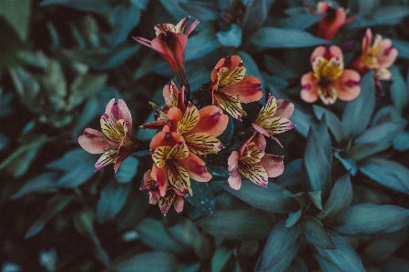 Alstroemeria
 astromelie
 lilie der inkas
 Foto