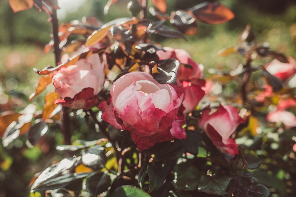 Fiore fiori rosa primavera