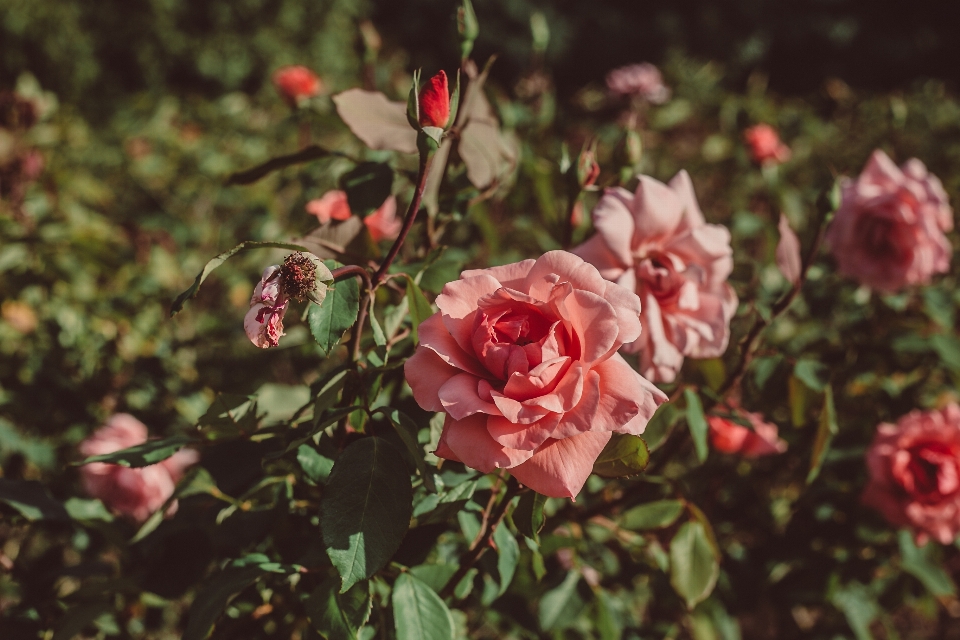 Flower rose spring perennial