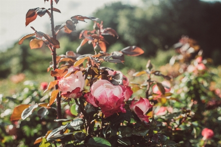 Flower rose spring perennial Photo