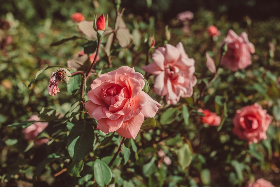 Flower rose spring perennial