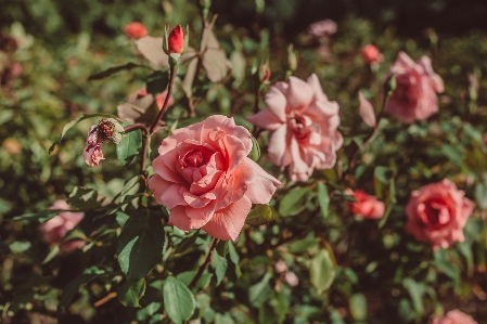 Flower rose spring perennial Photo