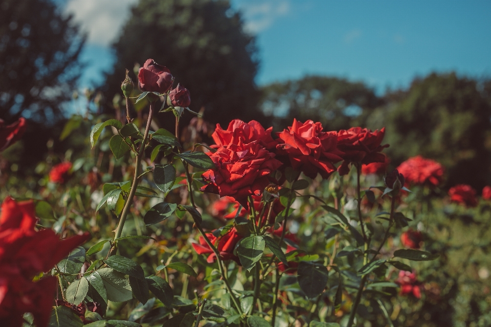 Flower flowers rose spring