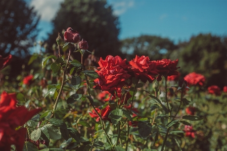 Flower flowers rose spring Photo