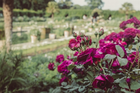 Flower rose spring perennial Photo