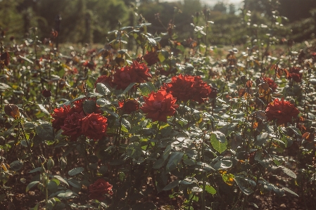 Flower flowers rose spring Photo