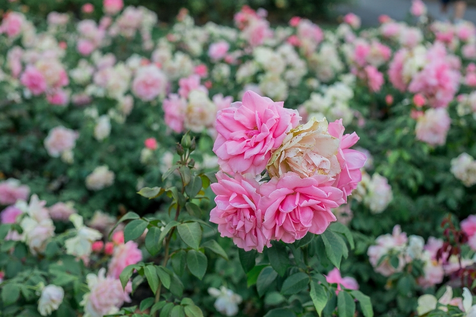 Beau beauté buisson couleur