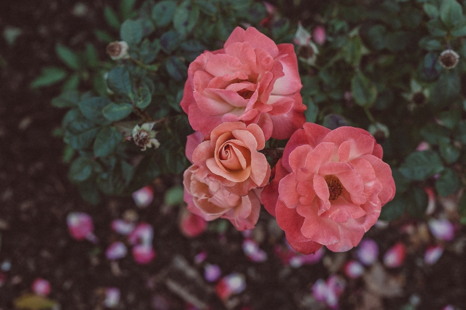 Beautiful beauty bush color