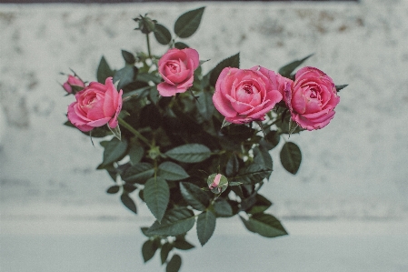 Rose pot roses window Photo