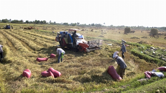 Rice fields farmworker field Photo