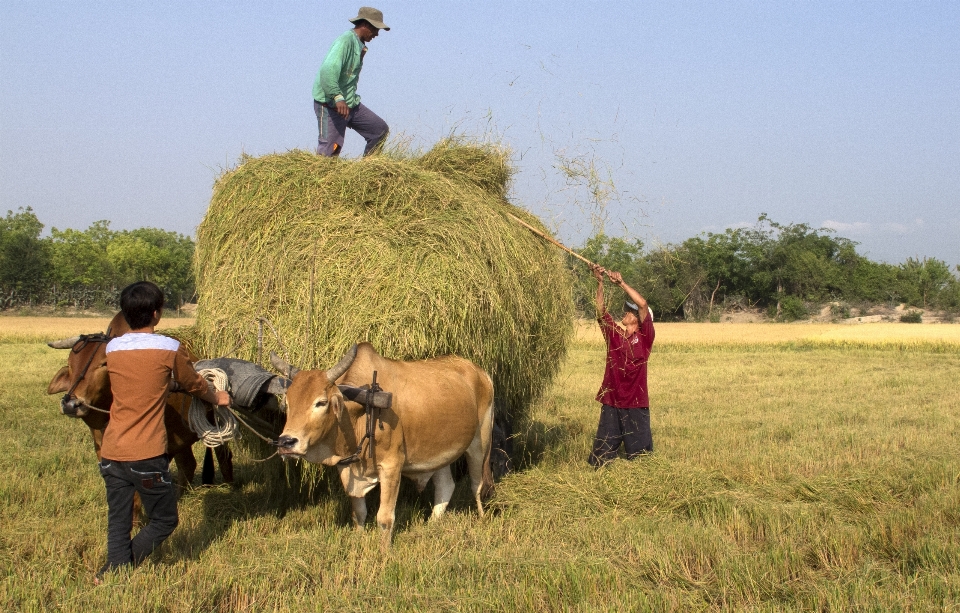 Rice fields bovine working animal